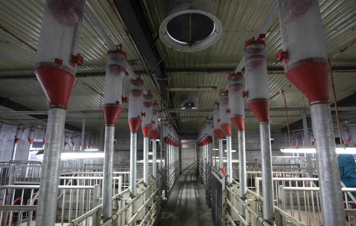 Weifang Qiaoxin-The Danish High Standard GGP Farm